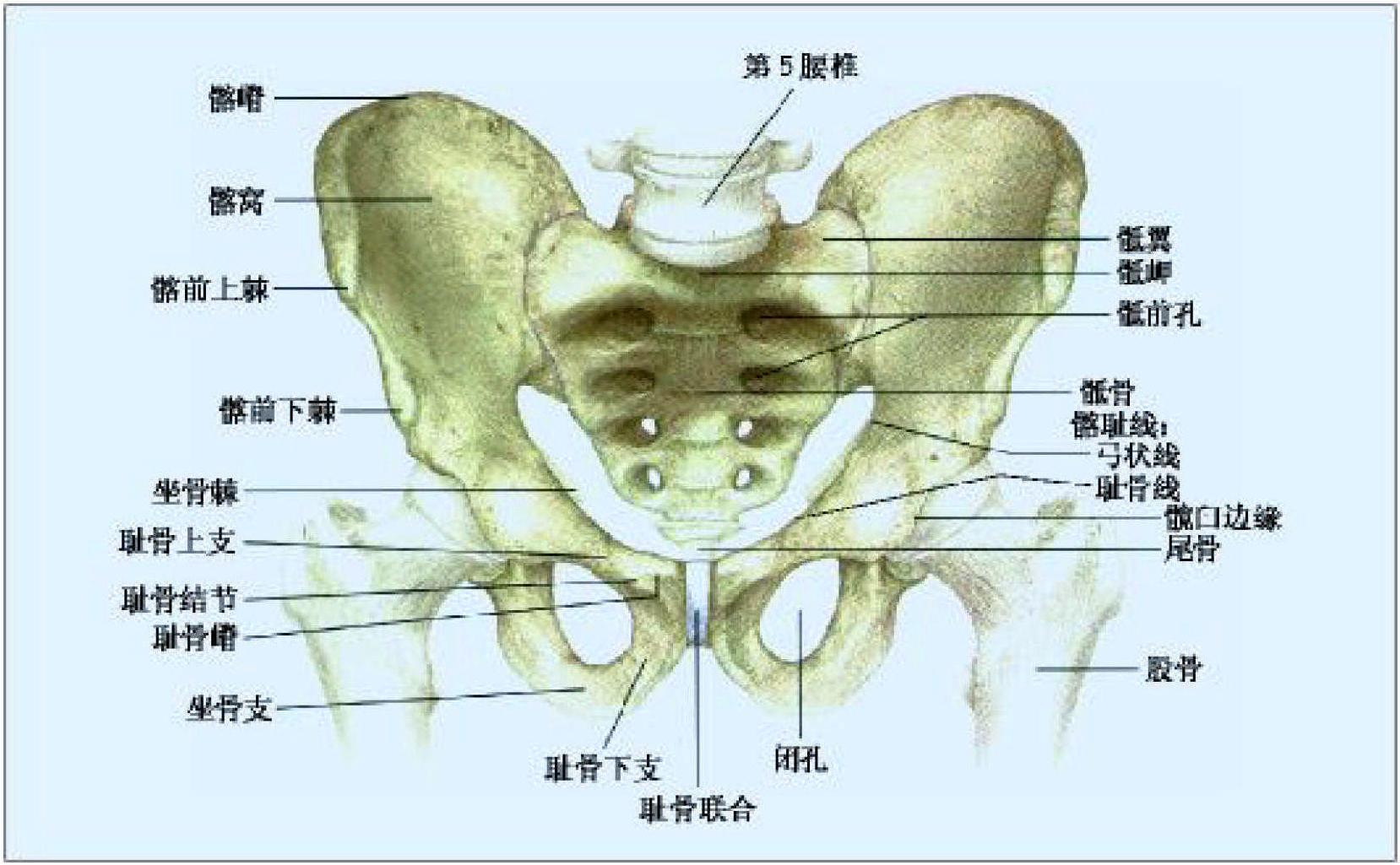 (一)骨盆的解剖